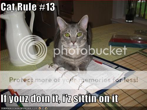 Daily LOLCats! :D Funny-pictures-cat-sits-on-your-coo