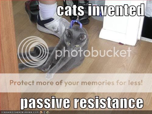 Daily LOLCats! :D Funny-pictures-cats-invented-passiv