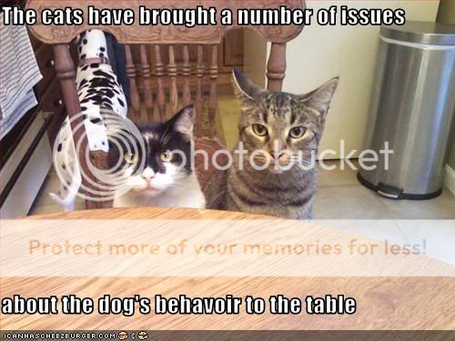 Daily LOLCats! :D Funny-pictures-cats-rally-against-d
