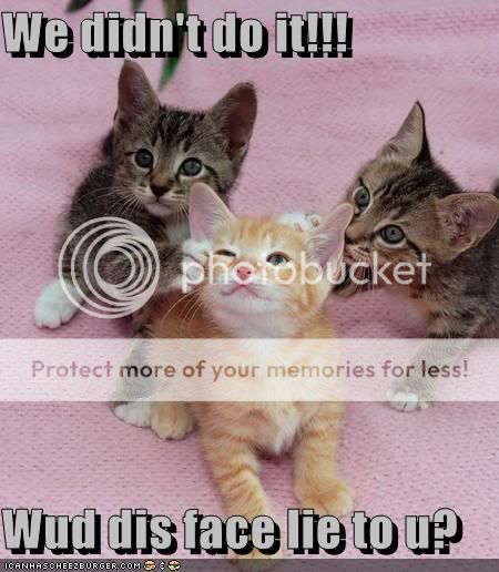 Daily LOLCats! :D Funny-pictures-kittens-ask-if-this-