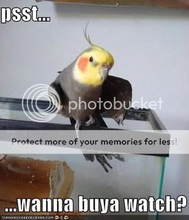 Daily LOLCats! :D Funny-pictures-sleazy-bird-asks-if-