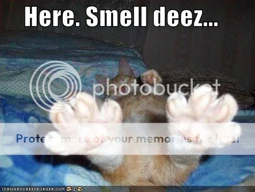 Daily LOLCats! :D Funny-pictures-smell-orange-cat-fee