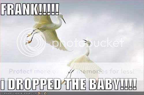 Daily LOLCats! :D Funny-pictures-storks-dropped-baby
