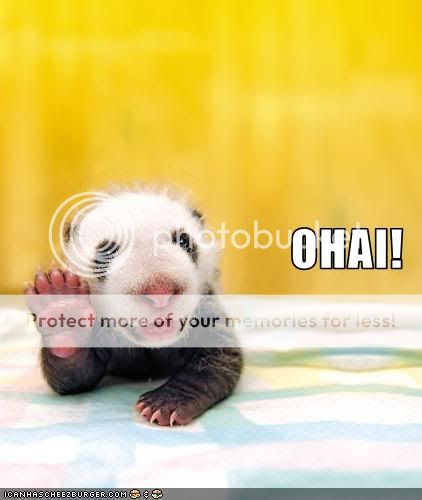 Daily LOLCats! :D Funny-pictures-this-baby-panda-bids