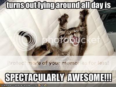 Daily LOLCats! :D Funny-pictures-your-cat-likes-layin