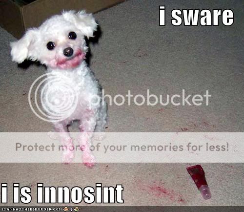 Daily LOLCats! :D Loldog-funny-pictures-innocent-dog