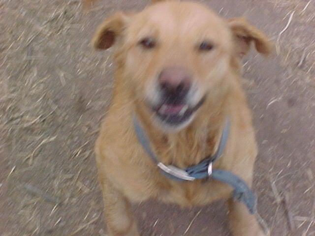 [PokeCommunity.com] Pets