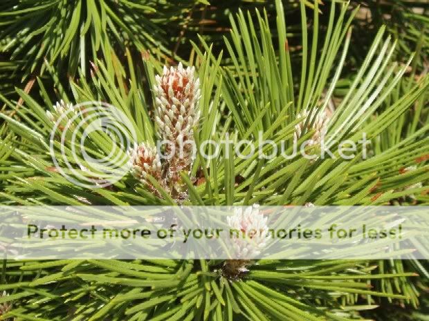 Pinus heldreichii(leucodermis) Photo Gallery 2010