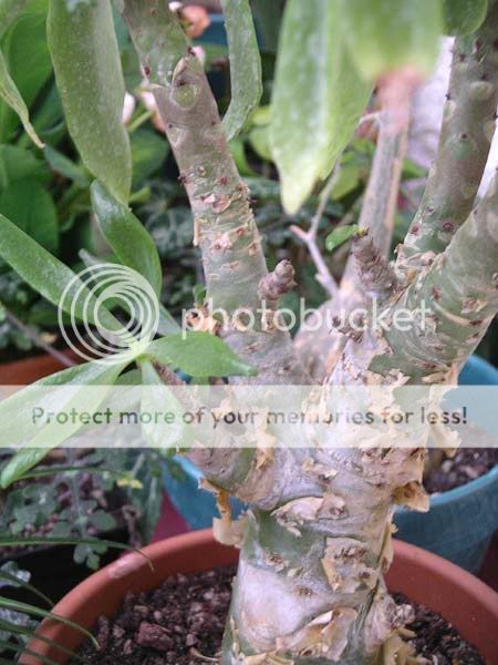 Une crassulaceae!!! Tylecodon-pan-051101-2