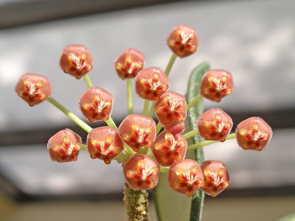 l'été me manque... Hoya-bilobata