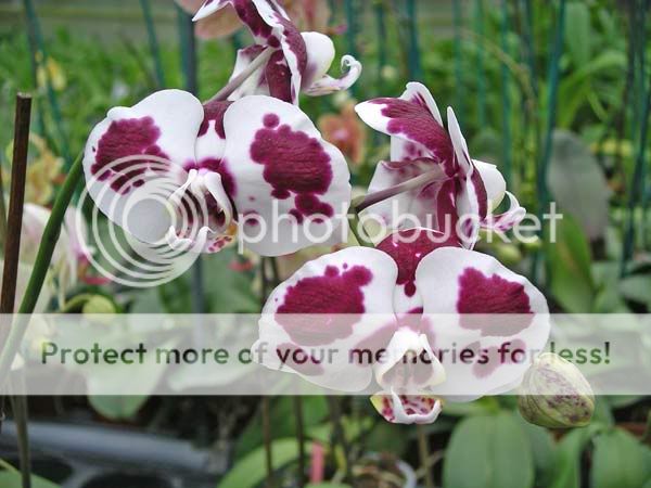 Orchidées Orchidee-051023-01