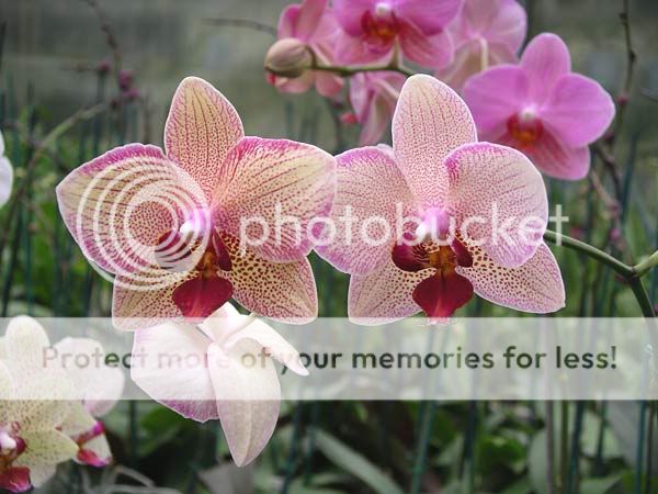 Orchidées Orchidee-051023-14