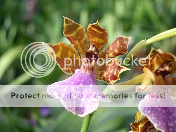 Orchidées Orchidee-051023-15