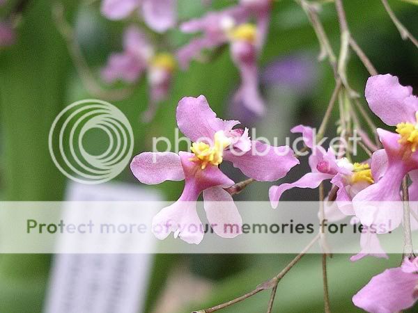 Orchidées Orchidee-051023-16