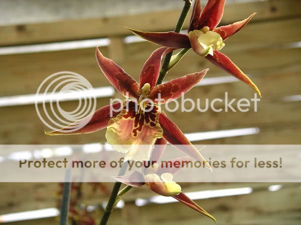 Orchidées Orchidee-051023-21