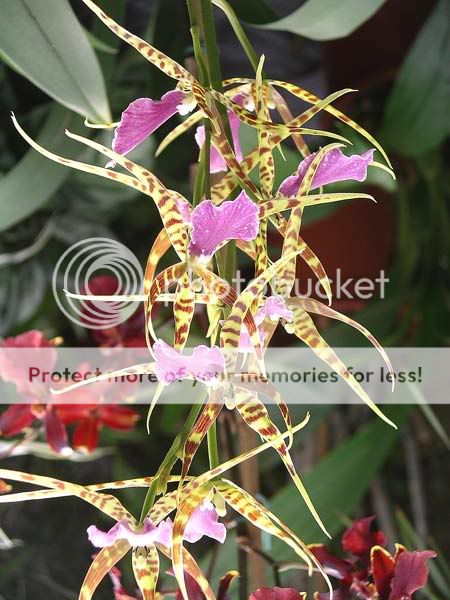 Orchidées Orchidee-051023-24