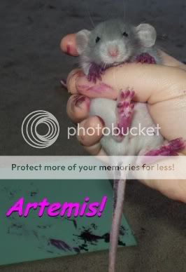ARTEMIS!! The amazing Painting rat!