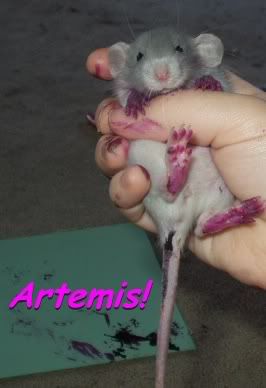 ARTEMIS!! The amazing Painting rat!