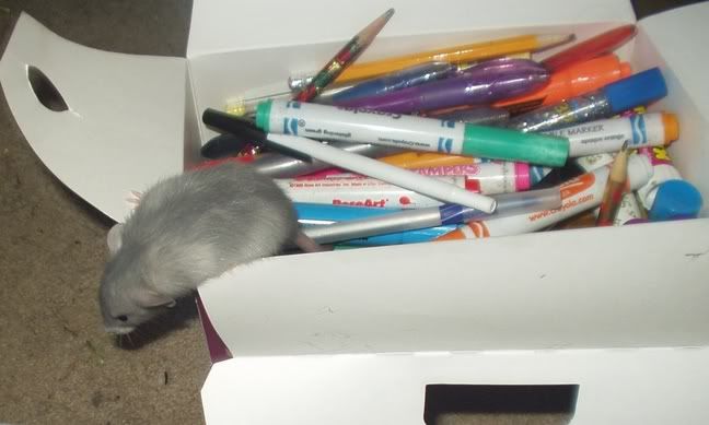 [PokeCommunity.com] ARTEMIS!! The amazing Painting rat!