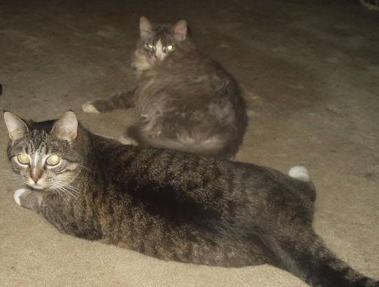 [PokeCommunity.com] Post your pics... of your pets!