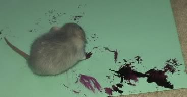 [PokeCommunity.com] ARTEMIS!! The amazing Painting rat!