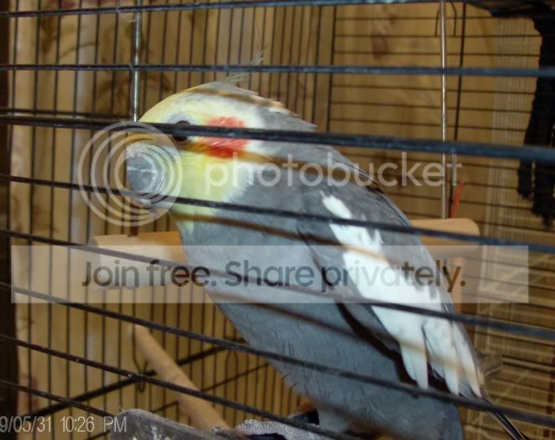 post pictures of your house birds 
