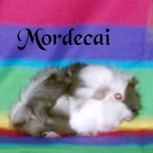 mordecairgp.jpg