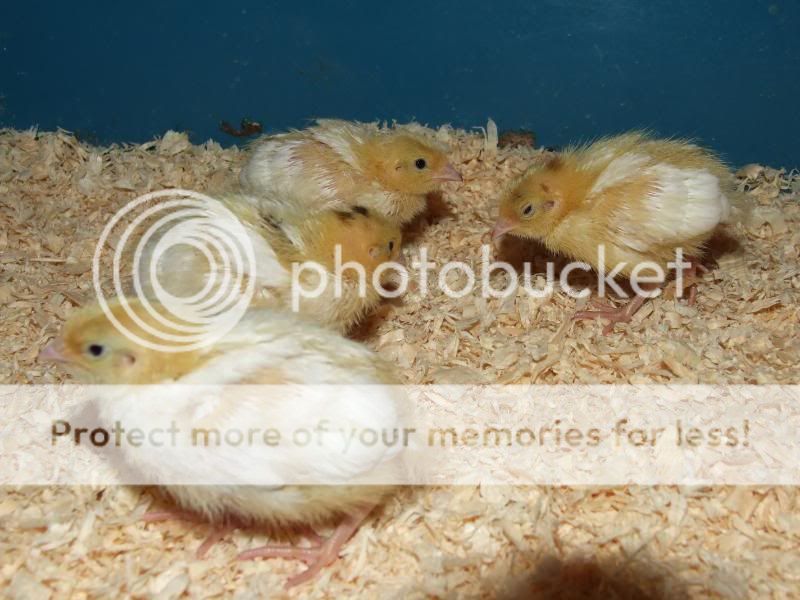 Loads of Chick Pics Part 1 - Whites DSCF0704