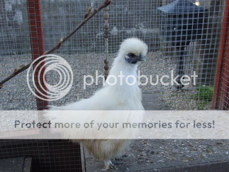 Silkie's Again....(loads of pic's) Avairy007