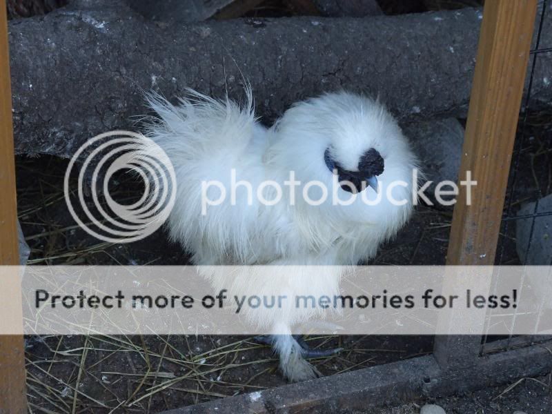 Silkie's Again....(loads of pic's) Avairy012