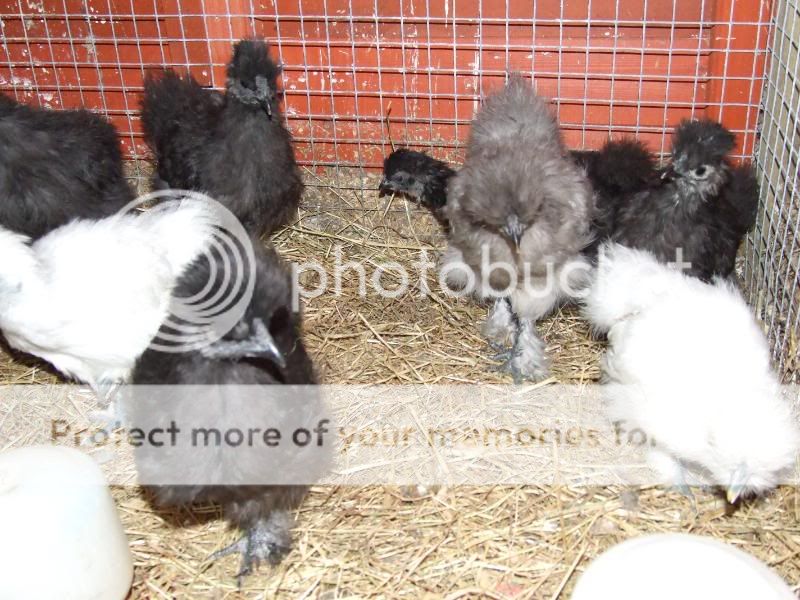 Silkie's Again....(loads of pic's) Avairy022