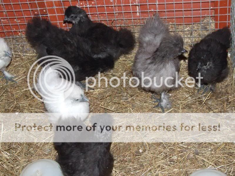 Silkie's Again....(loads of pic's) Avairy024