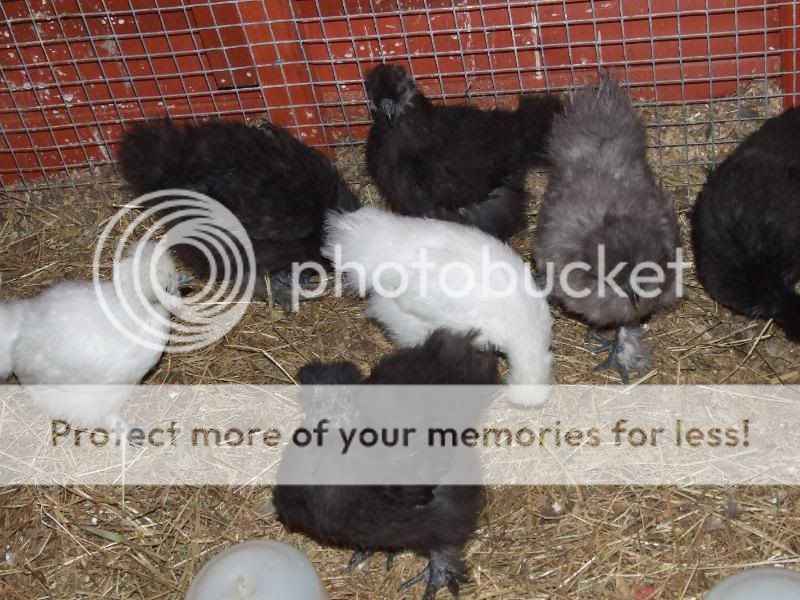 Silkie's Again....(loads of pic's) Avairy026