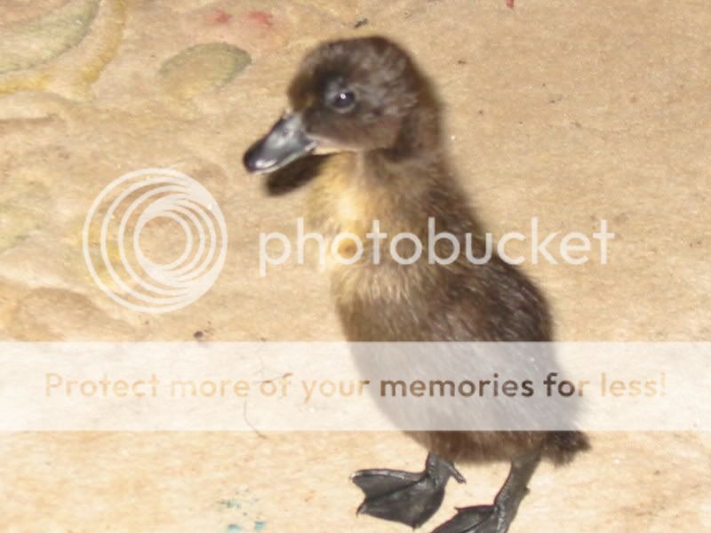 My Ducks Aviary219