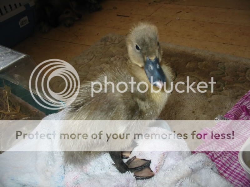 My Ducks Aviary249