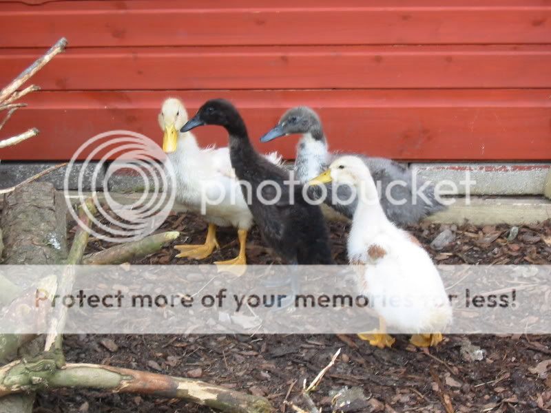My Ducks Aviary374