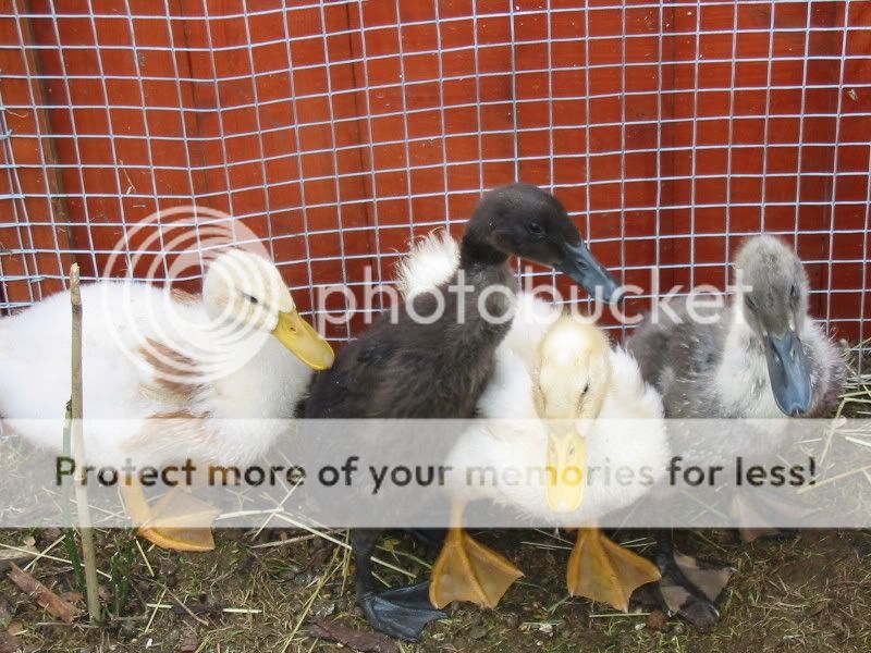 My Ducks Aviary375