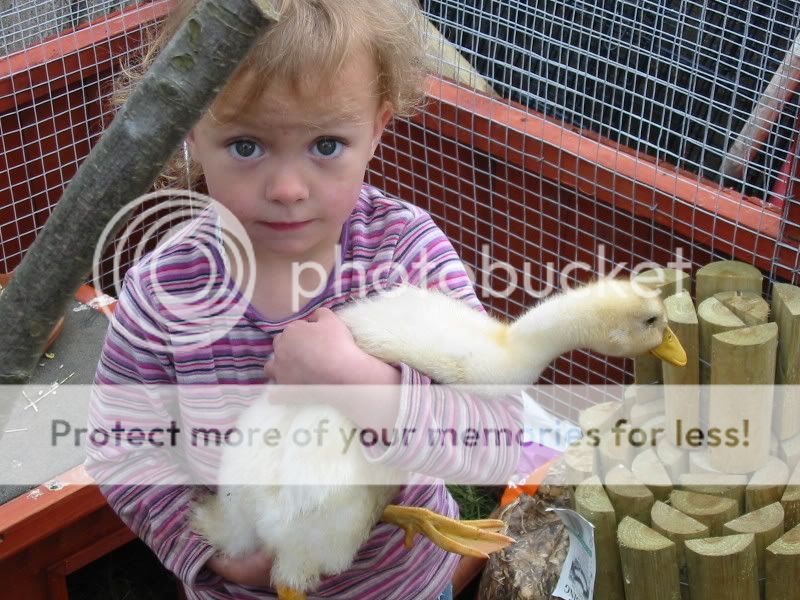 My Ducks Aviary381