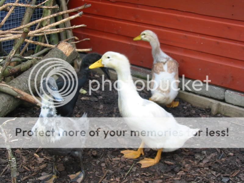 My Ducks part 2 Aviary443