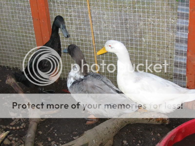 My Ducks part 2 Aviary595