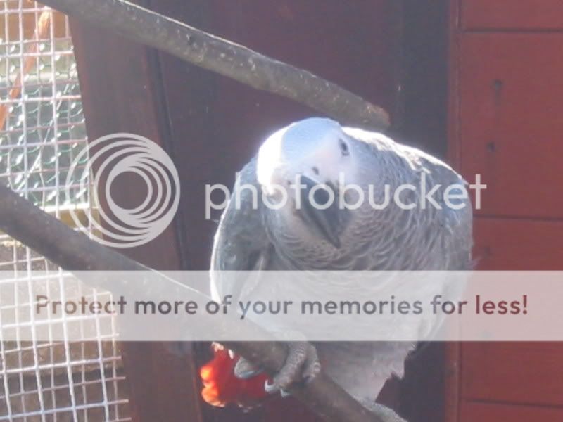 My Congo African Grey Parrot's Part 1 Aviary007