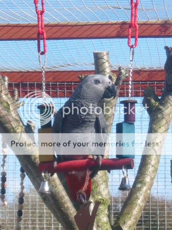 My Congo African Grey Parrot's Part 1 Aviary012