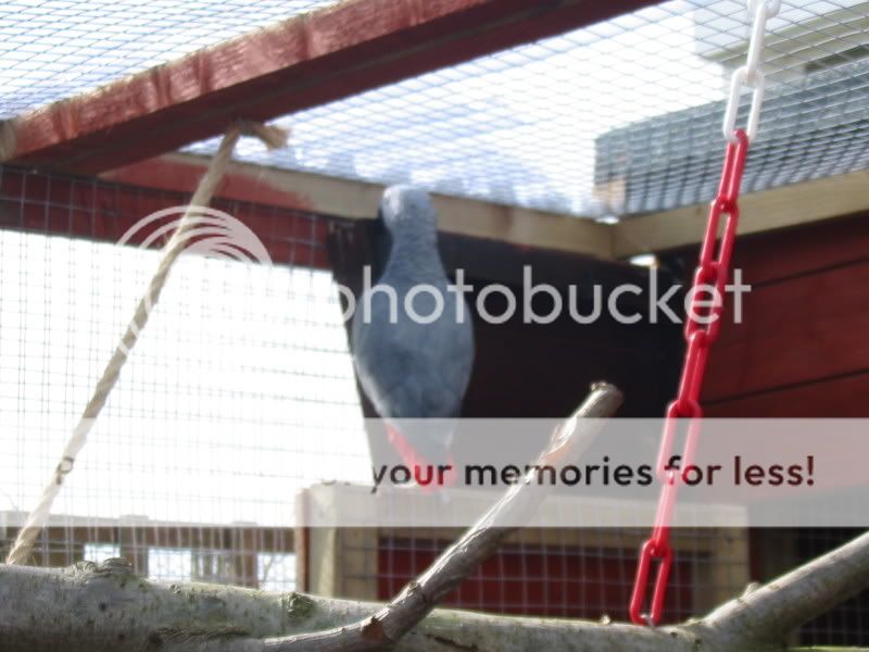 My Congo African Grey Parrot's Part 2 Aviary064