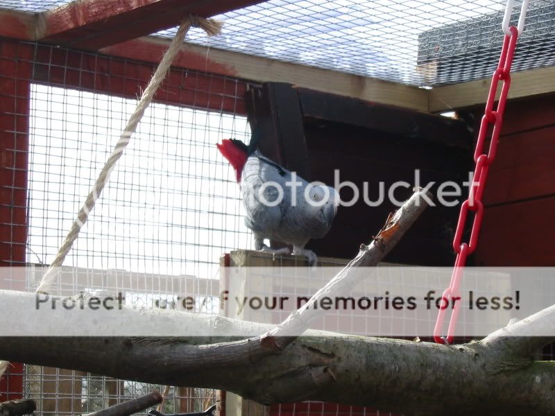 My Congo African Grey Parrot's Part 2 Aviary065