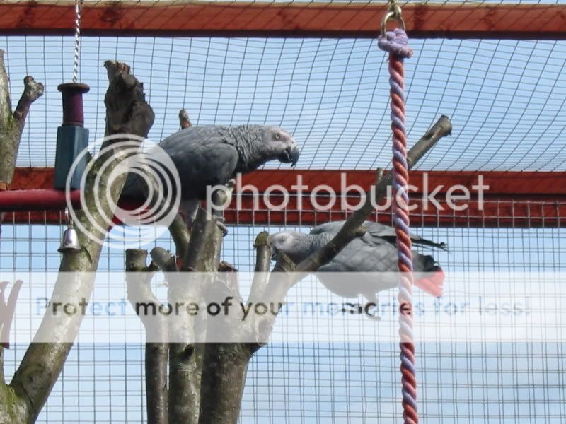 My Congo African Grey Parrot's Part 2 Aviary071