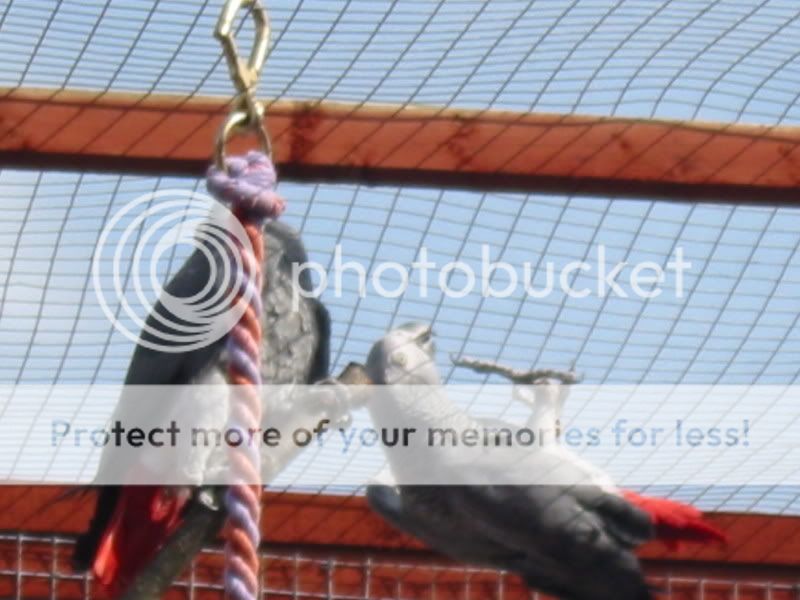 My Congo African Grey Parrot's Part 2 Aviary077
