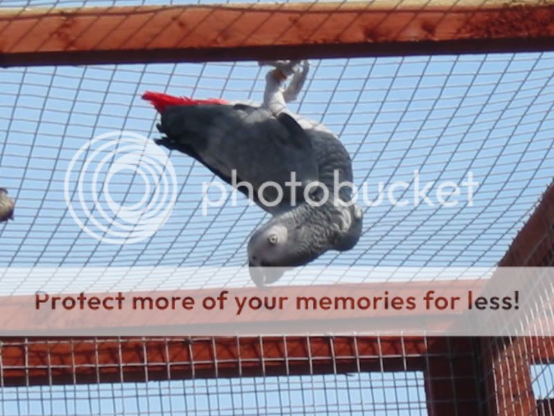 My Congo African Grey Parrot's Part 2 Aviary080