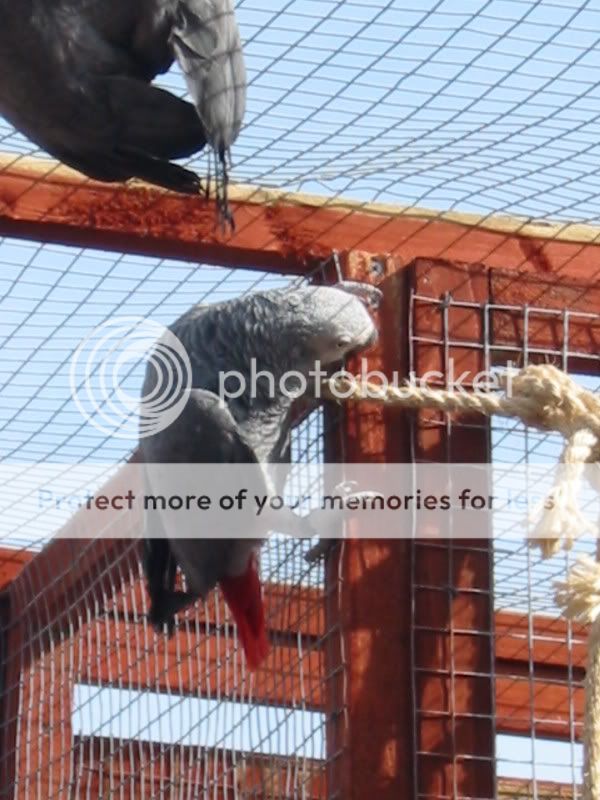 My Congo African Grey Parrot's Part 2 Aviary081