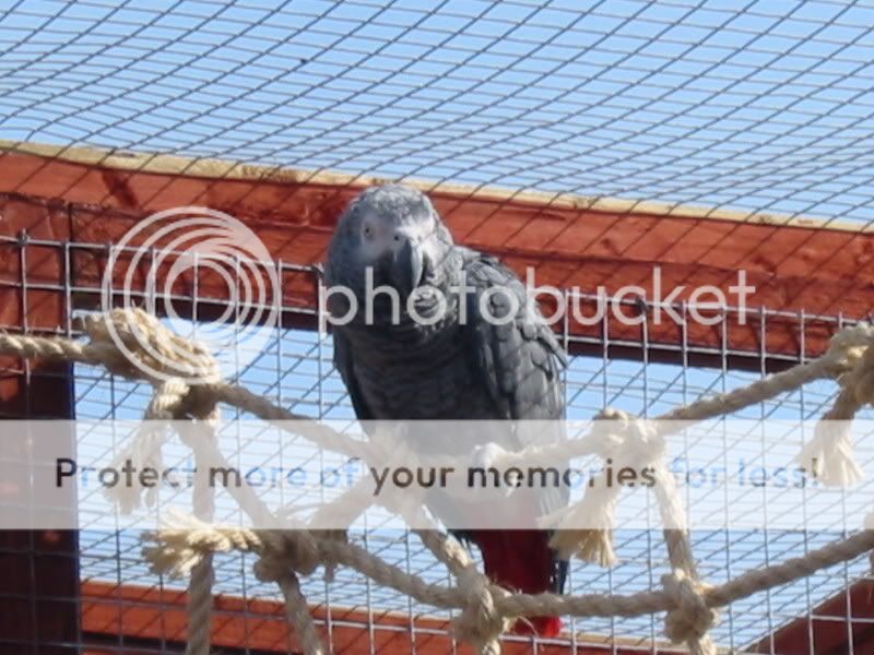 My Congo African Grey Parrot's Part 2 Aviary084