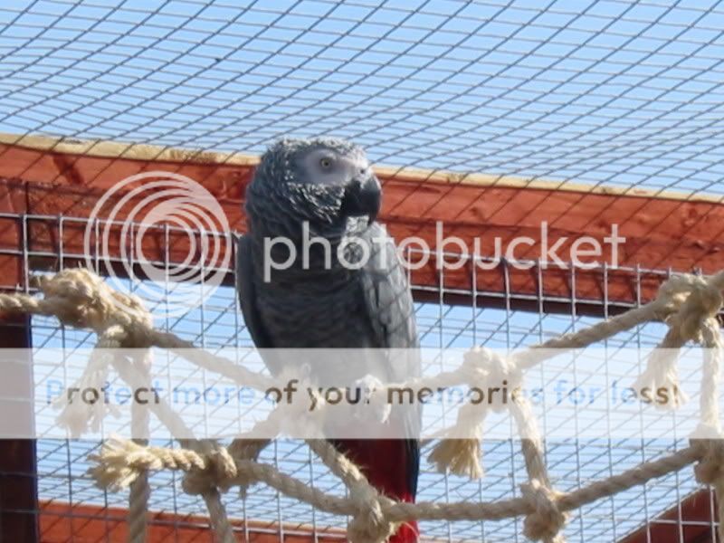 My Congo African Grey Parrot's Part 2 Aviary085